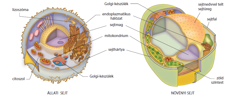 Biológia 11. - I. A sejtek felépítése és működése - 4. A ...