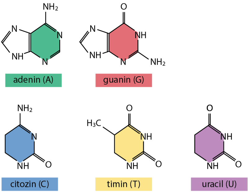 4. A nukleinsavakat felépítő nukleobázisok képlete és jelölése