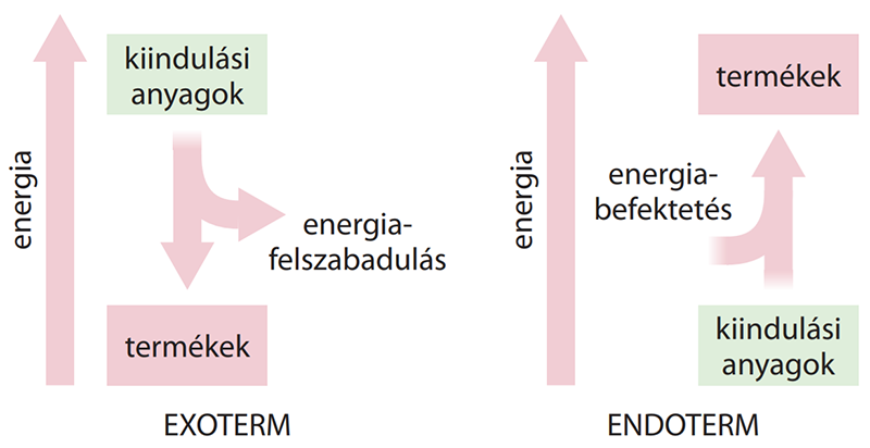 Endoterm Folyamat
